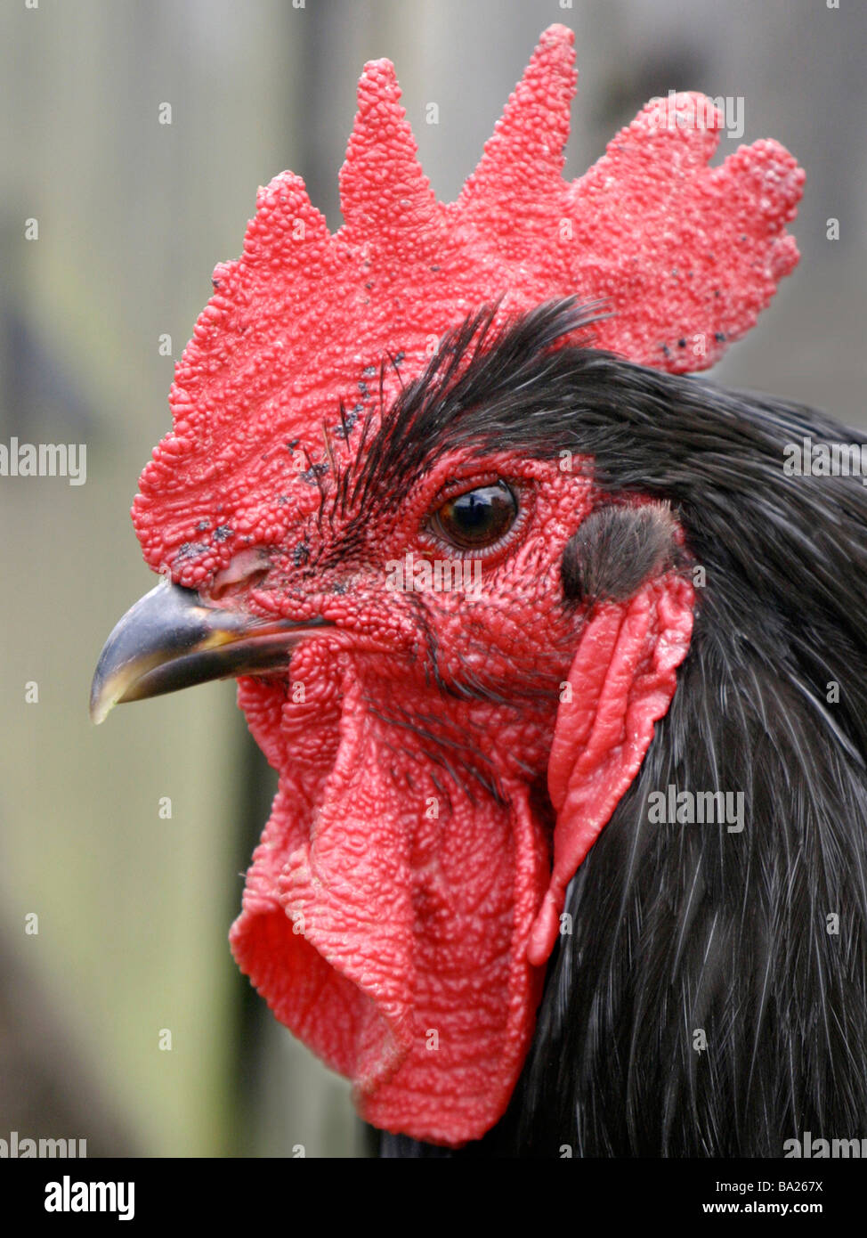 A head of a black rooster Stock Photo