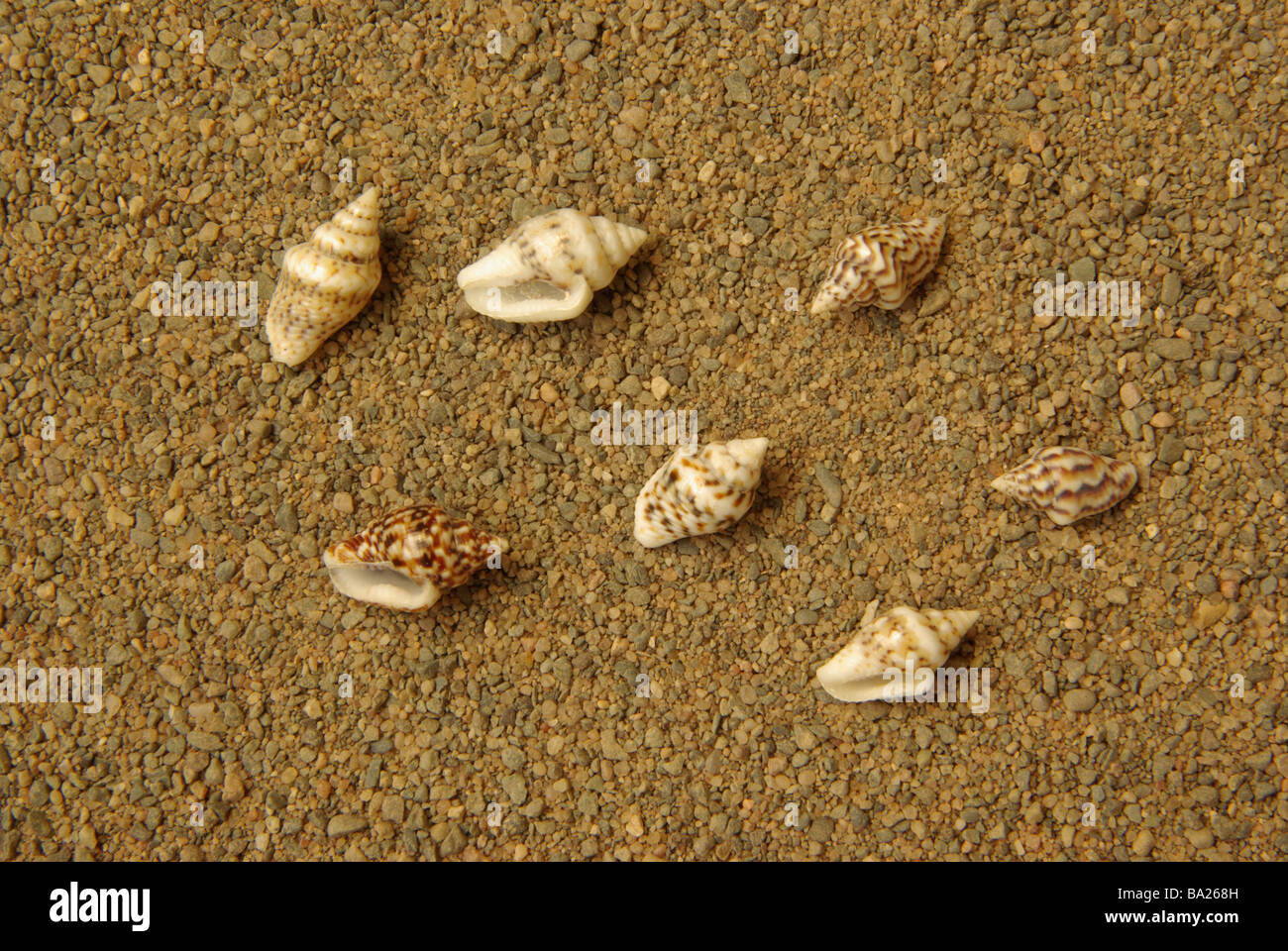 Columbella scripta, AKA Pyrene scripta, C versicolor, Euplica versicolor, the  Dove shell and the Varicoloured dove shell. Stock Photo