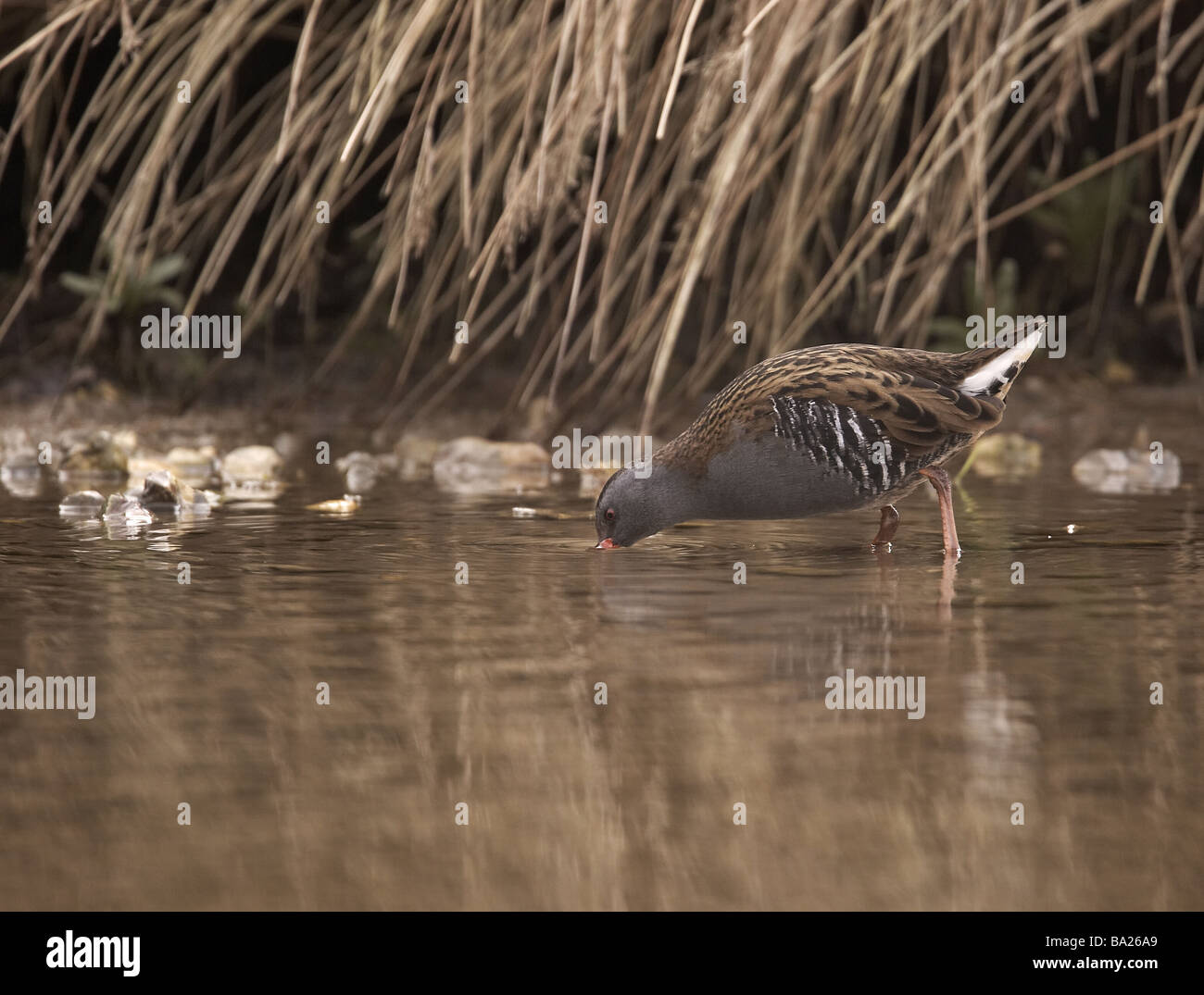 Water rail Aquaticus rallus bird searching for food Photographed on Millington pond The Wolds East Yorkshire UK Stock Photo