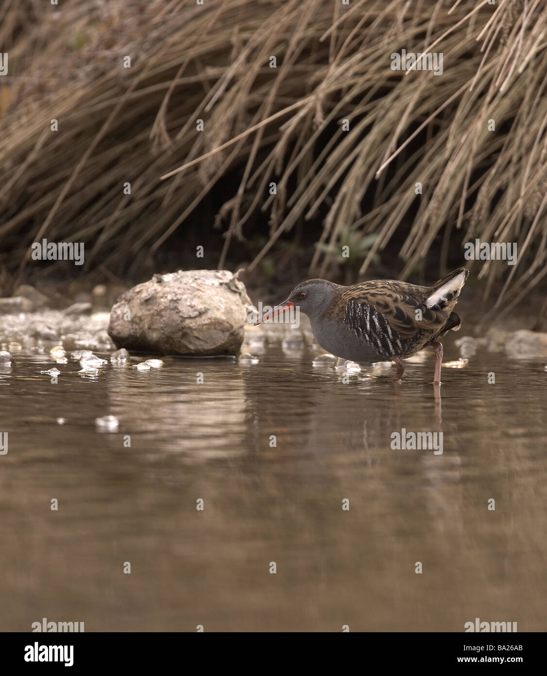 Water rail Aquaticus rallus bird Photographed on Millington pond The Wolds East Yorkshire UK Stock Photo