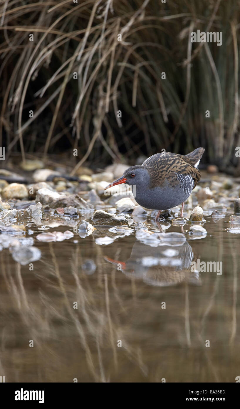 Water rail bird hi-res stock photography and images - Alamy