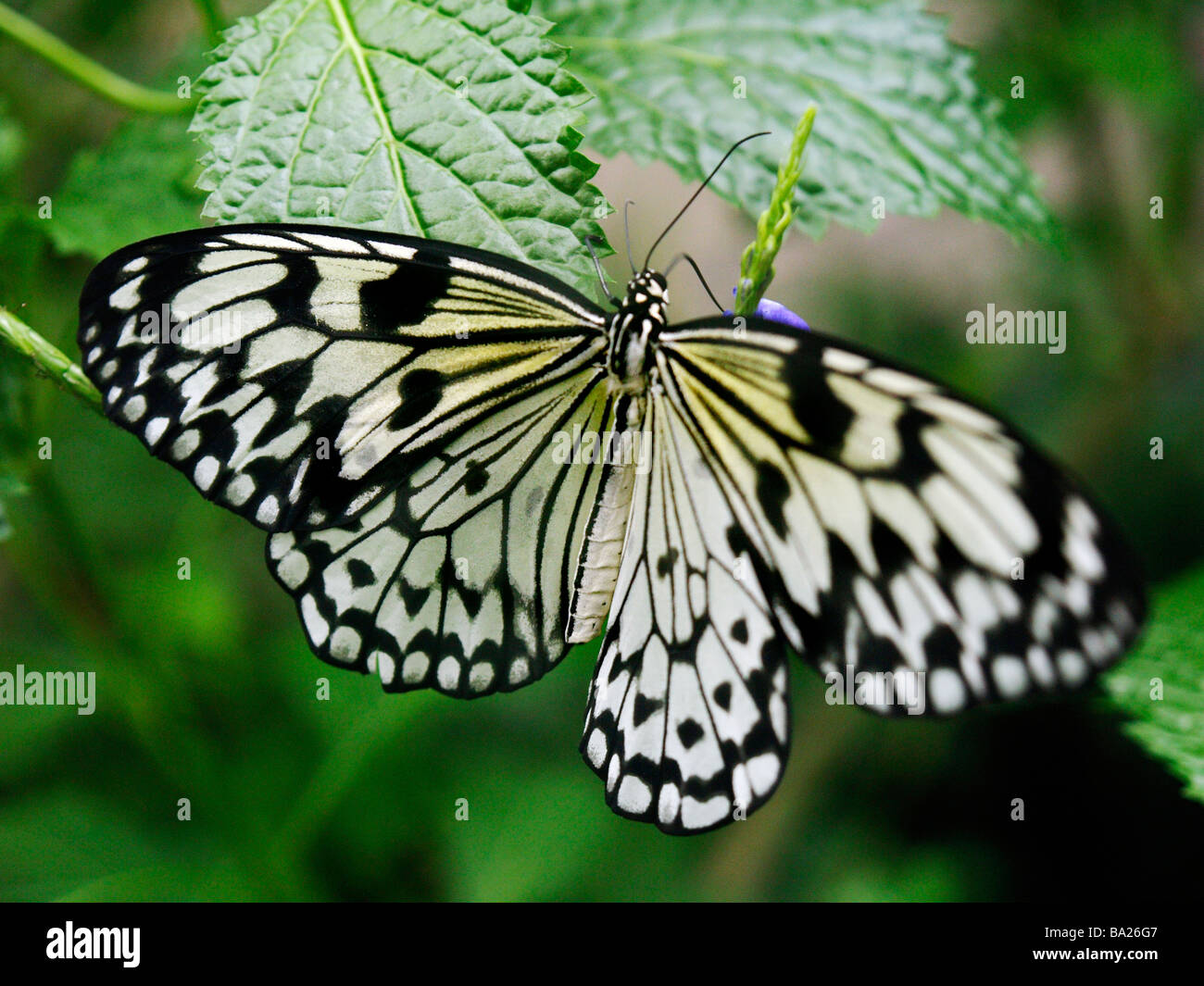 White tree nymph Idea leuconoe or paper kite or rice paper tropical butterfly feeding closeup Stock Photo