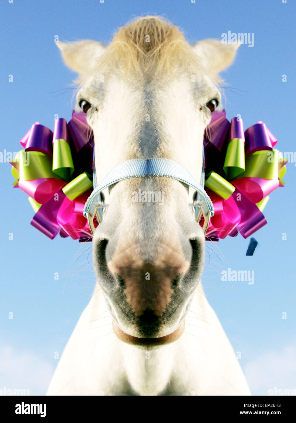 Look a gift horse in the mouth hi-res stock photography and images - Alamy