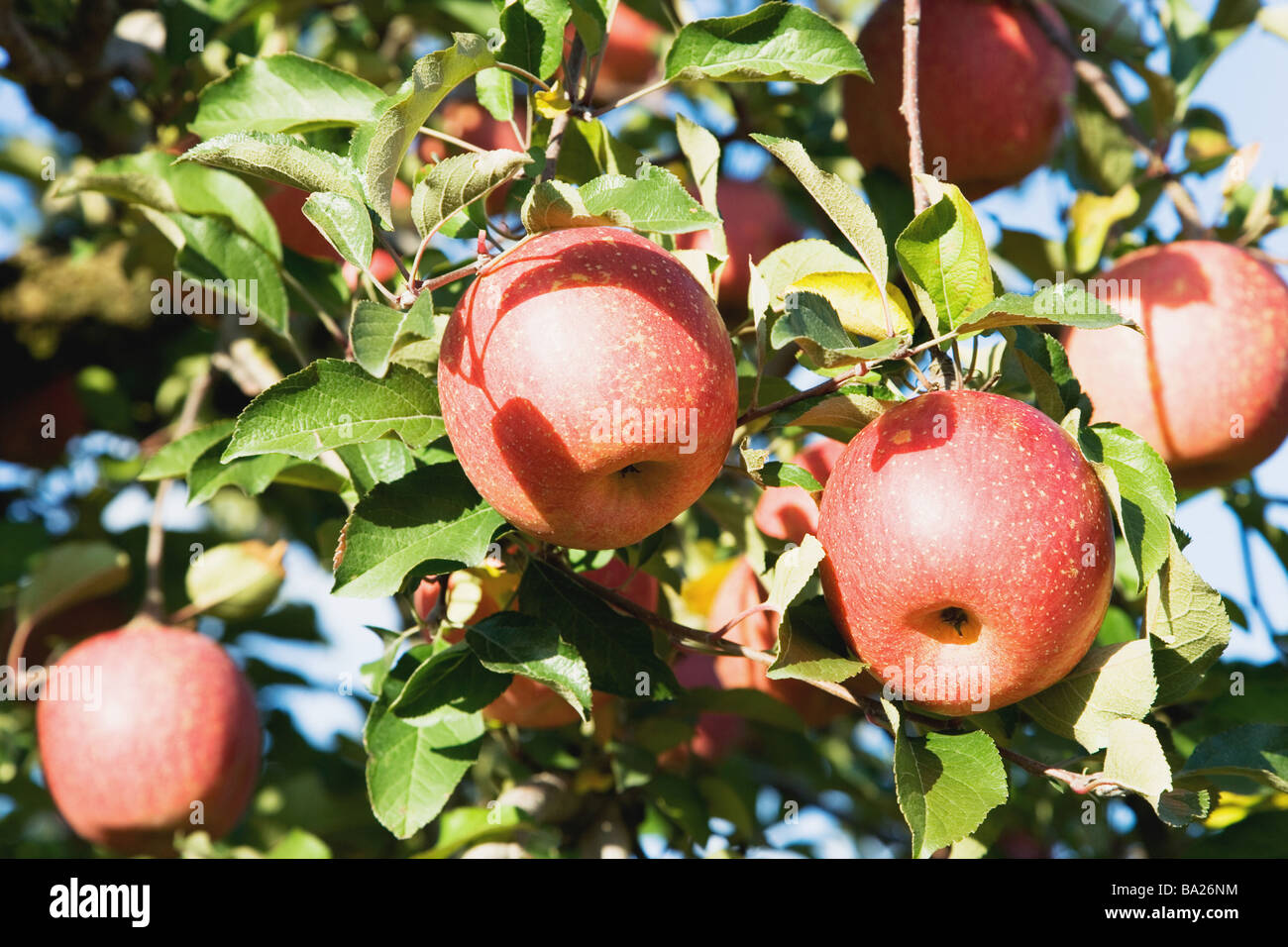 Fuji Apples Growing on Tree Stock Photo Alamy