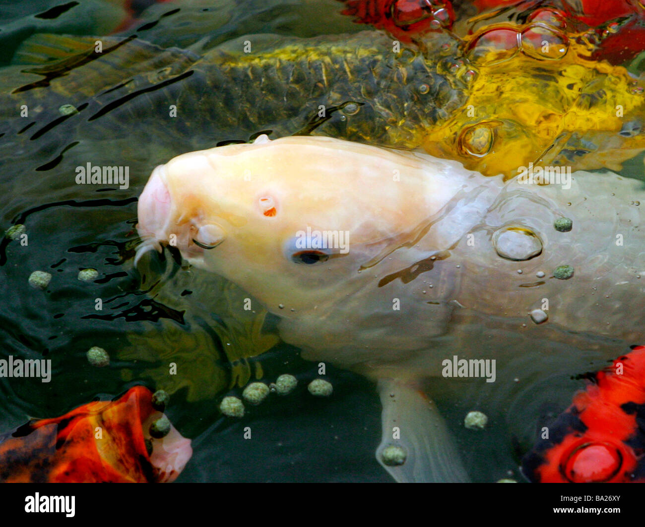 A couple of brighty coloured koi carp Stock Photo