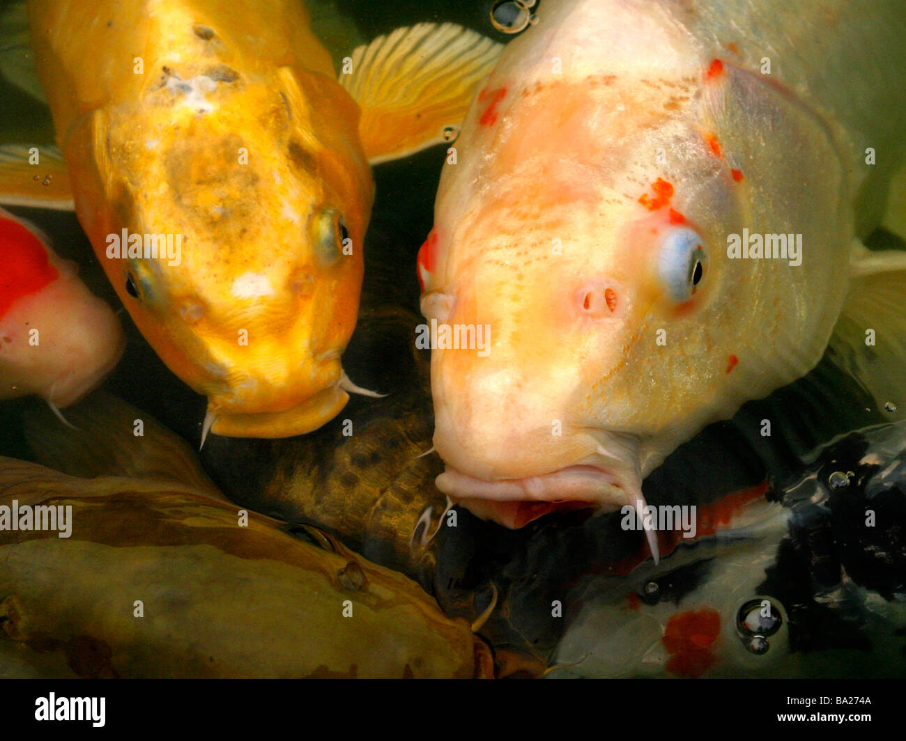 A couple of brighty coloured koi carp Stock Photo