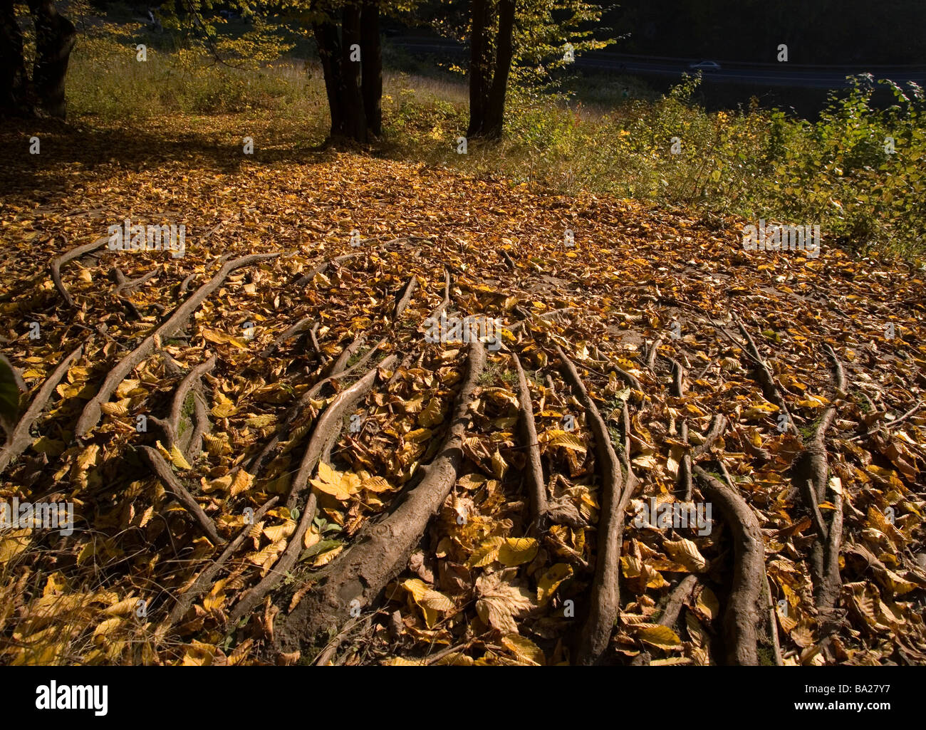 Fall in the forest hi-res stock photography and images - Alamy