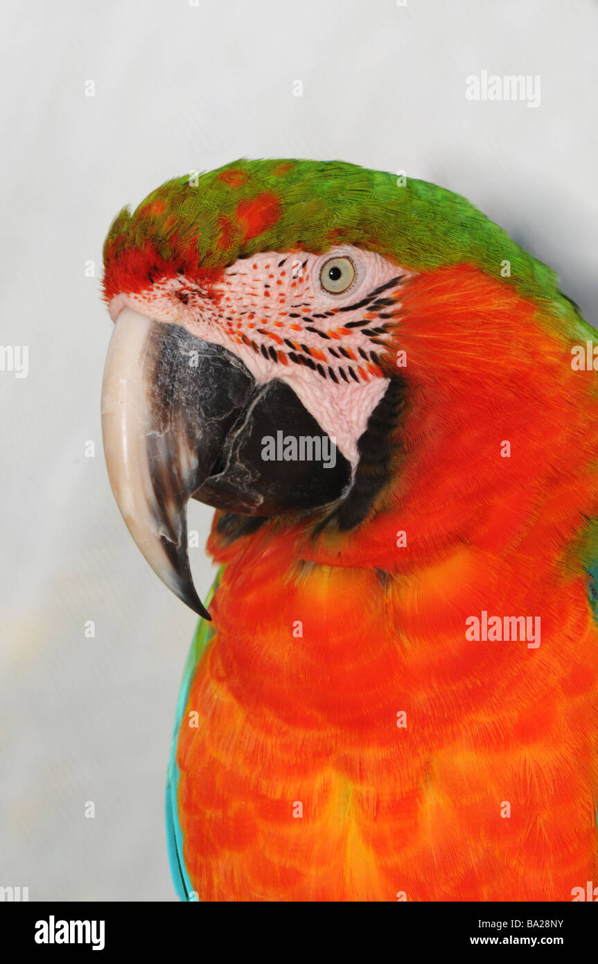 Scarlet Macaw (Ara macao), close-up Stock Photo