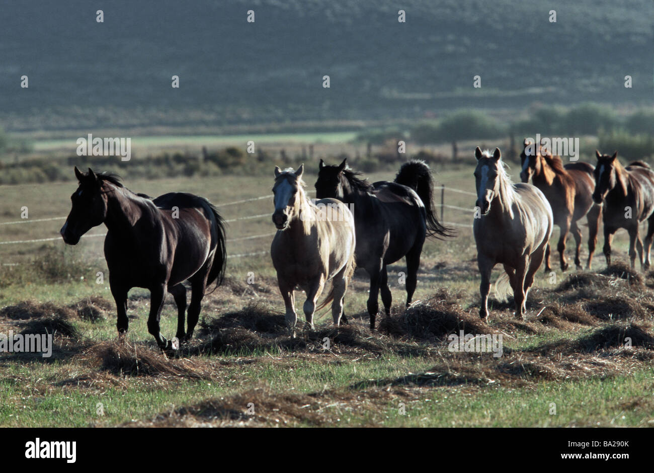 USA Oregon paddock horses movement North America landscape grassland grasslandshaft animals