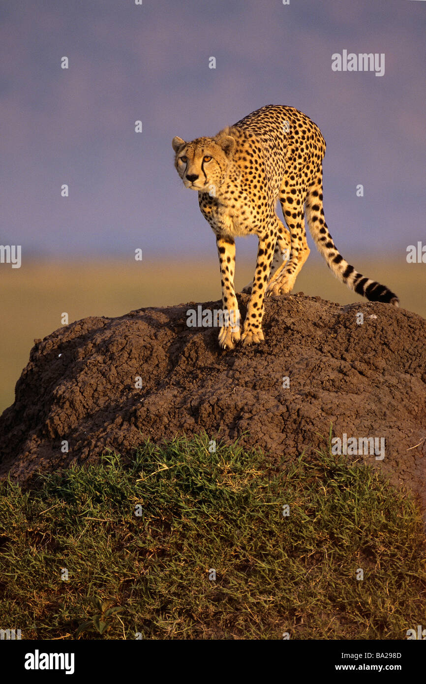 Cheetah on Termite Mound at Sunset Stock Photo