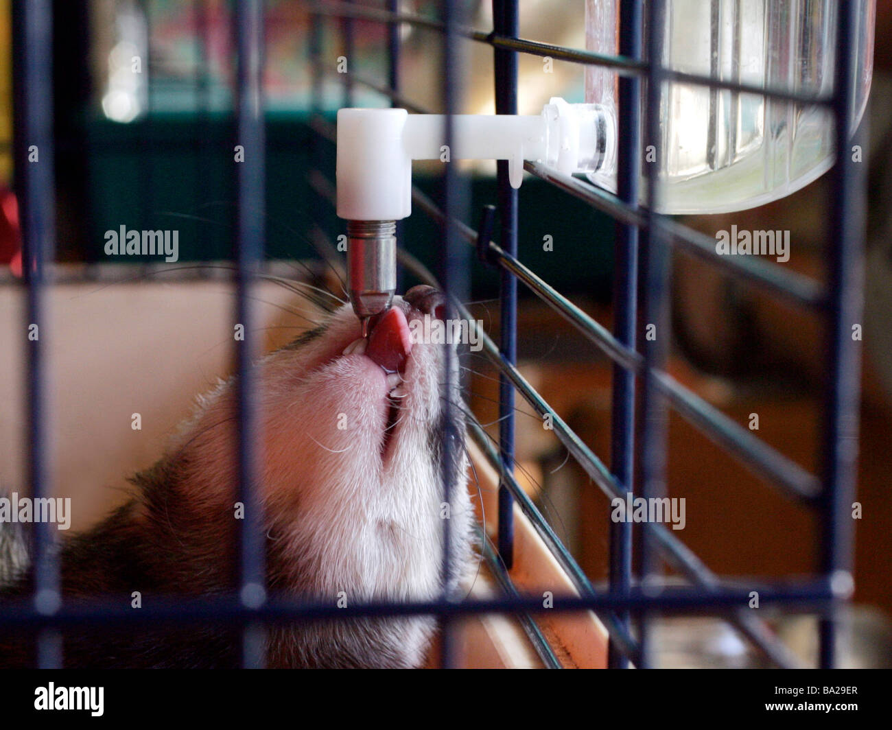A thirsty ferret drinking water from a water bottle Stock Photo Alamy