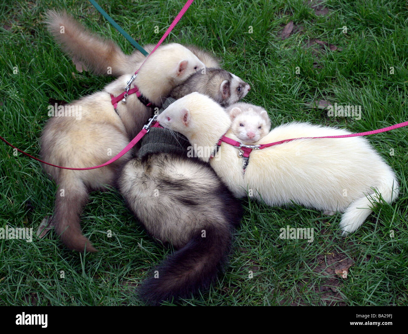 A group of ferrets with leads and harnesses Stock Photo