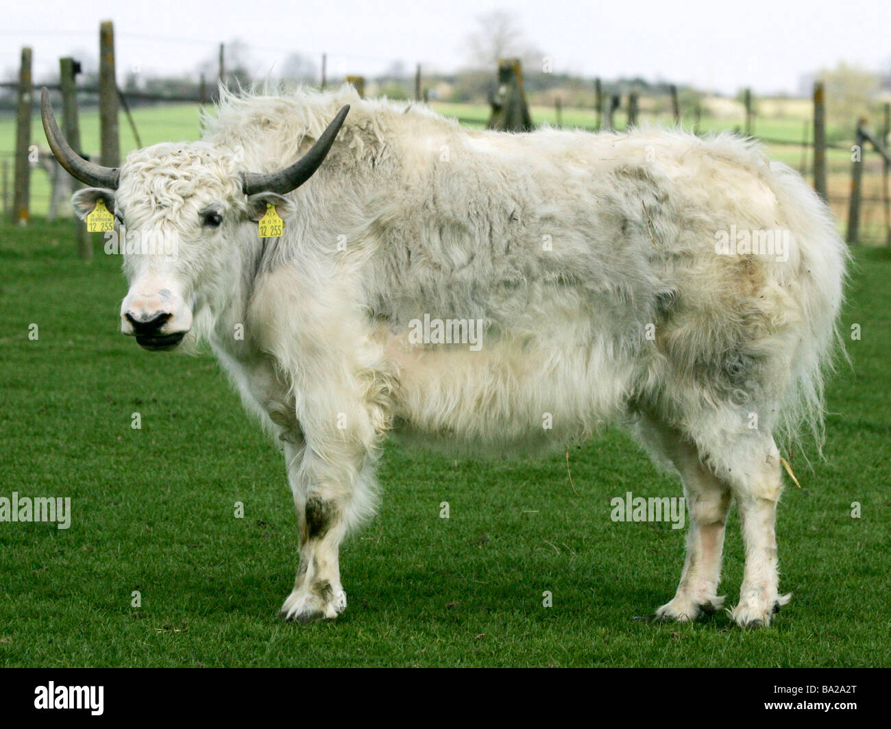 A white yak in an English field Stock Photo Alamy