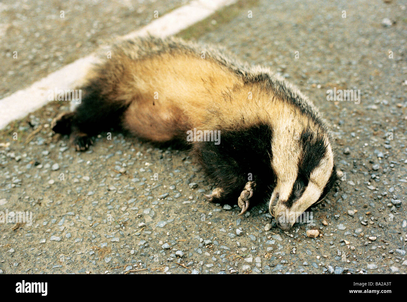 Dead badger on the roadside killed by a car in Cornwall, Britain Stock