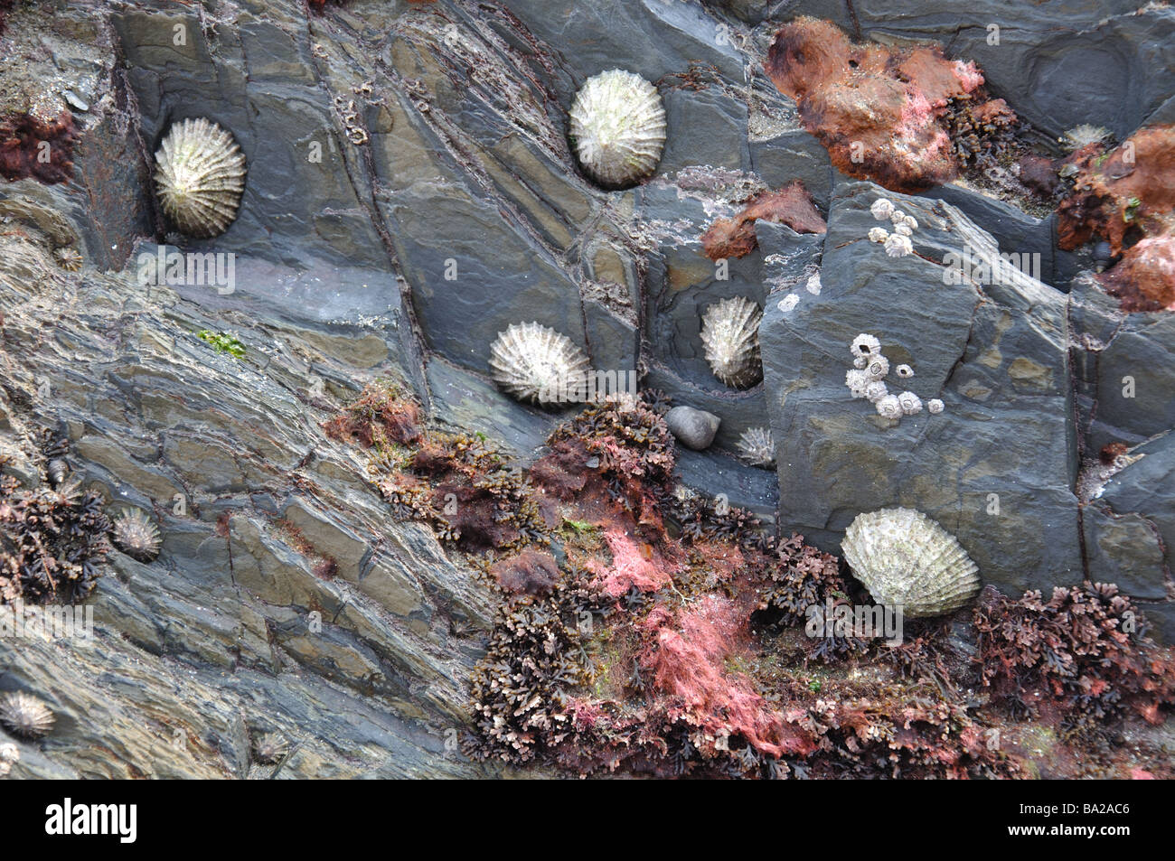 Pink seaweed hi-res stock photography and images - Alamy