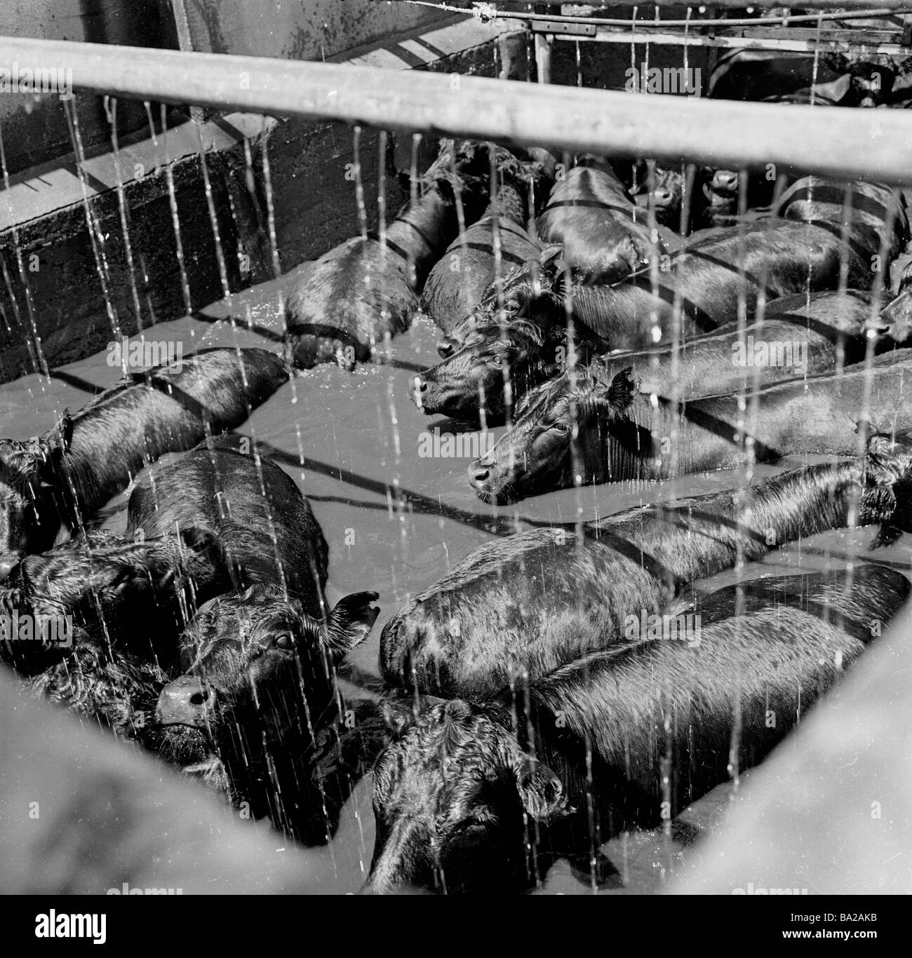 1950s, historical,cattle being washed in a holding pen, Argentina. A major industry for the country, it is the world's third largest exporter of beef. Stock Photo