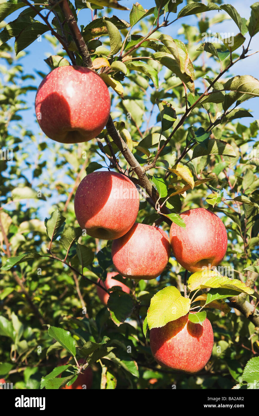 Nt fuji hires stock photography and images Alamy