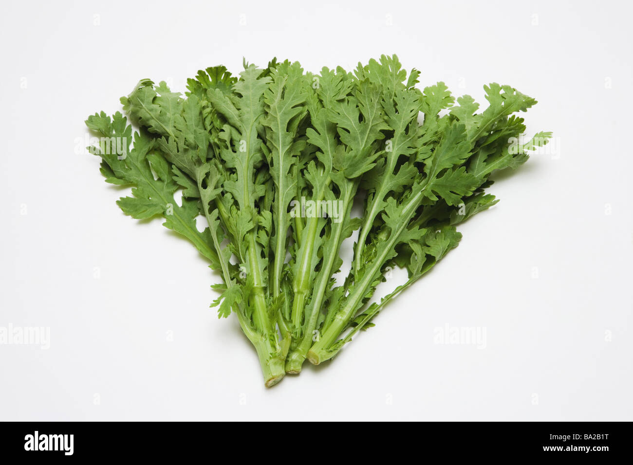Garland Chrysanthemum on White Background Stock Photo Alamy