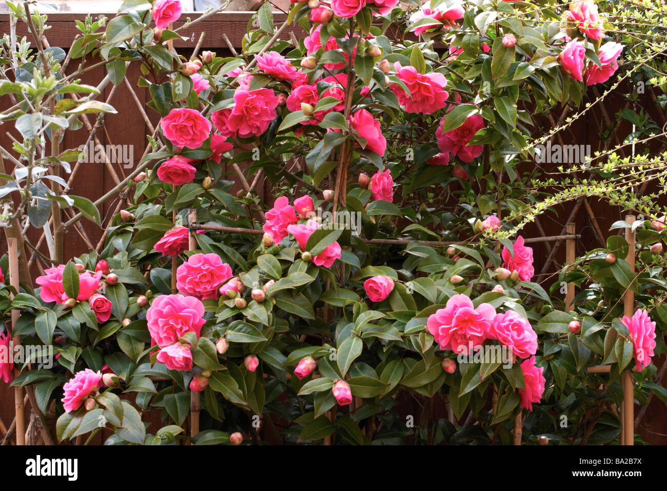 camellia,williamsii ' anticipation' Stock Photo