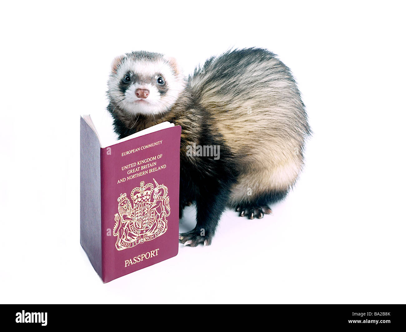 A ferret with a pet passport, ready to travel Stock Photo