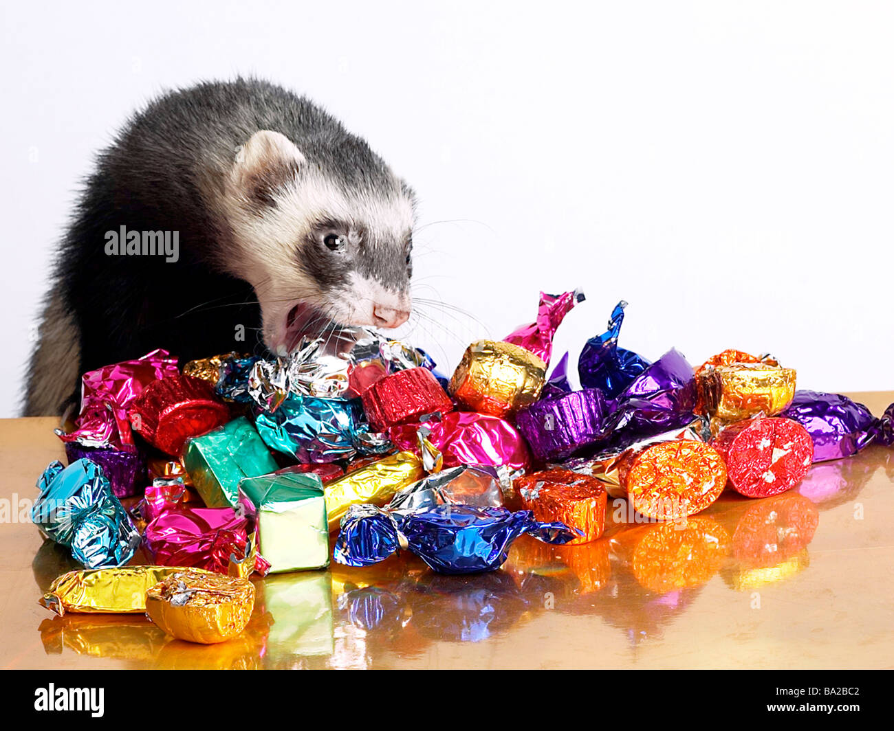 Vector of a cute brown ferret munching on a chocolate chip cookie. Adorable  cartoon weasel wearing a red turtleneck sweater and eating a biscuit. Small  happy rodent enjoying his food 2851940 Vector