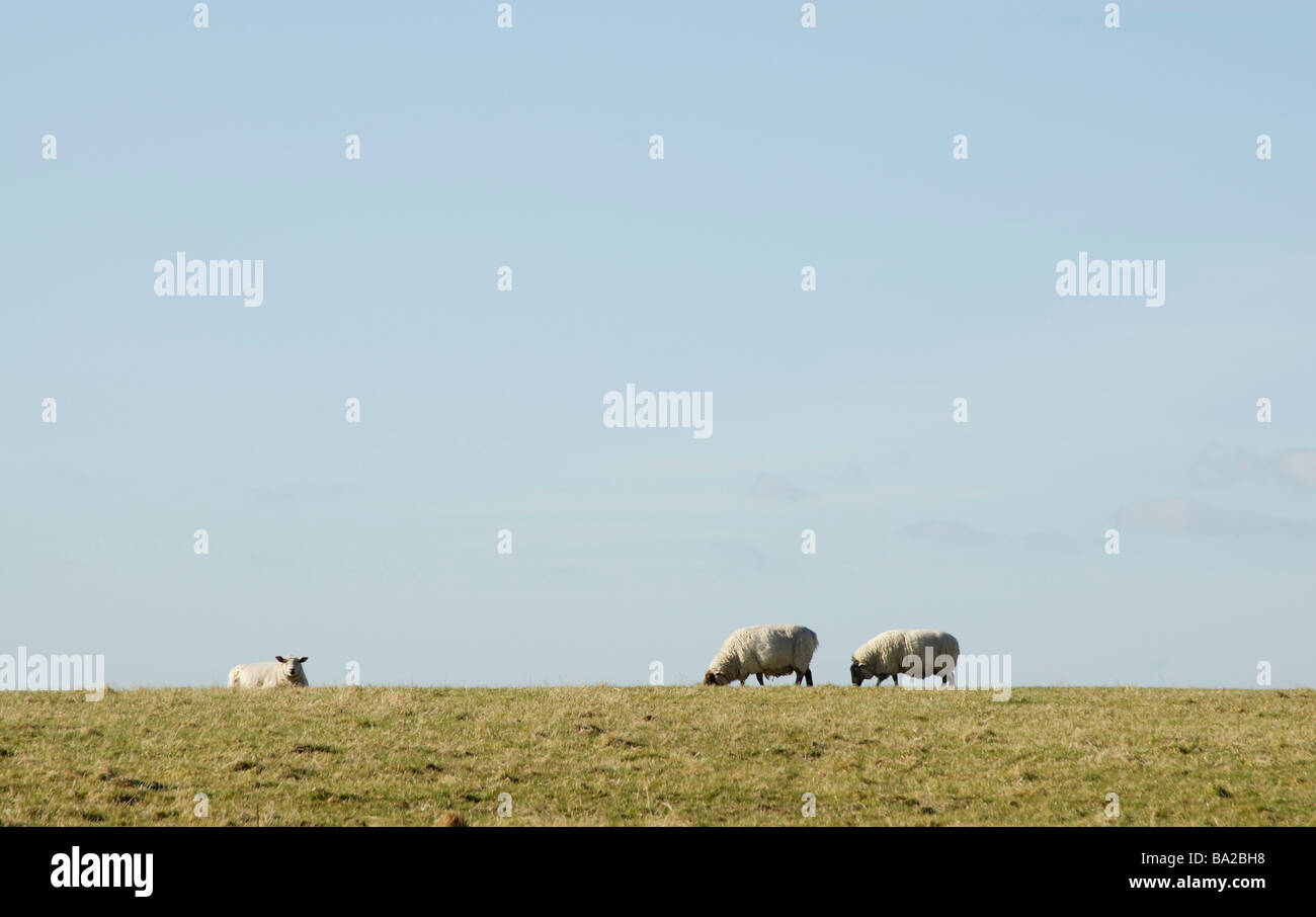 Three sheep grazing and sitting on horizon of the South Downs against blue sky, Graffam Down, West Sussex, England Stock Photo