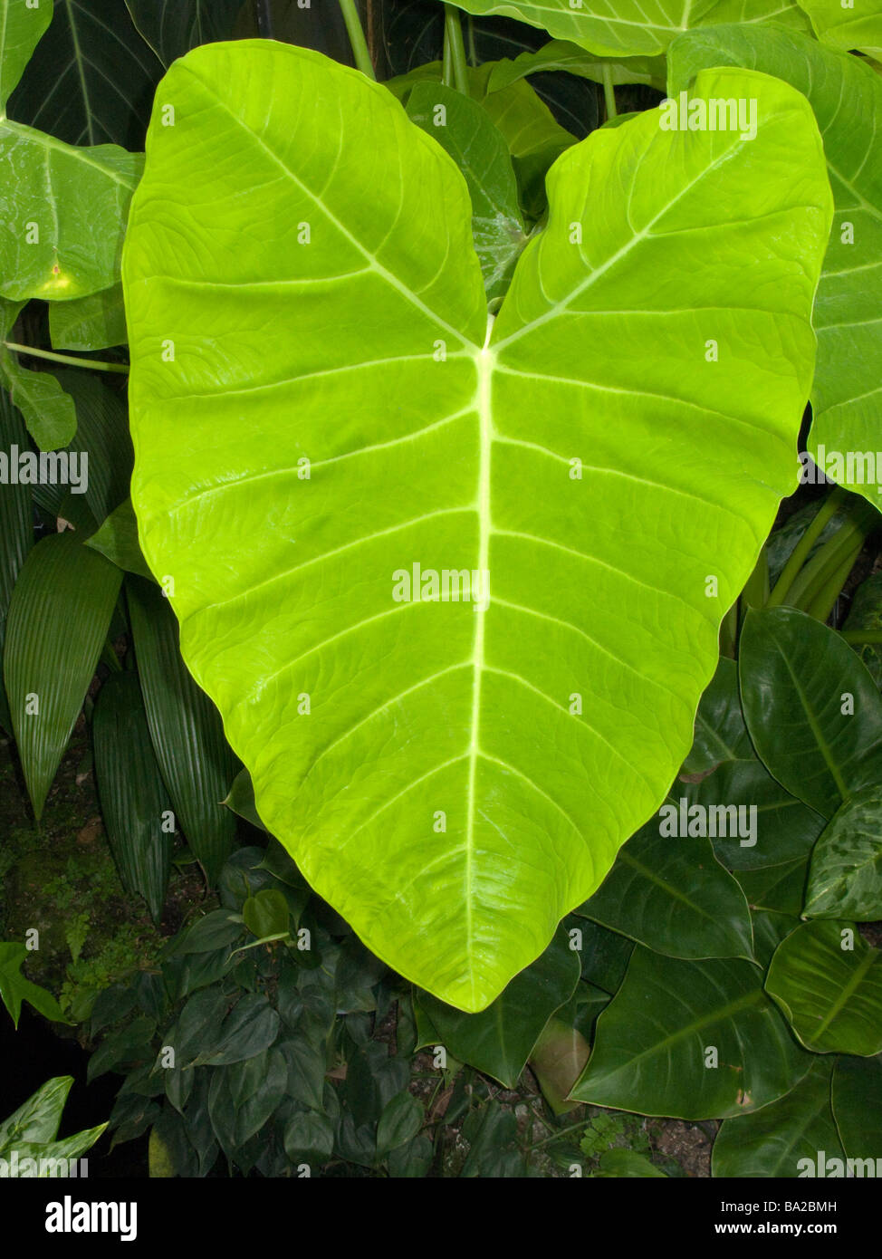 PHILODENDRON LEAF LONGWOOD BOTANICAL GARDENS KENNETT SQUARE CHESTER COUNTY PENNSYLVANIA USA Stock Photo