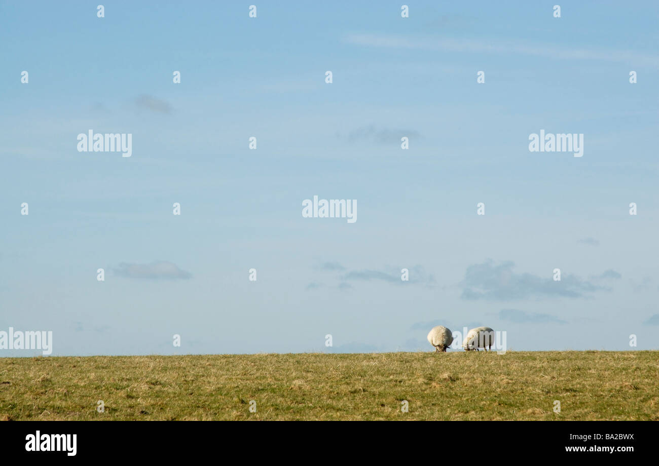 Two sheep grazing on horizon of the South Downs against blue sky, Graffam Down, West Sussex, England Stock Photo