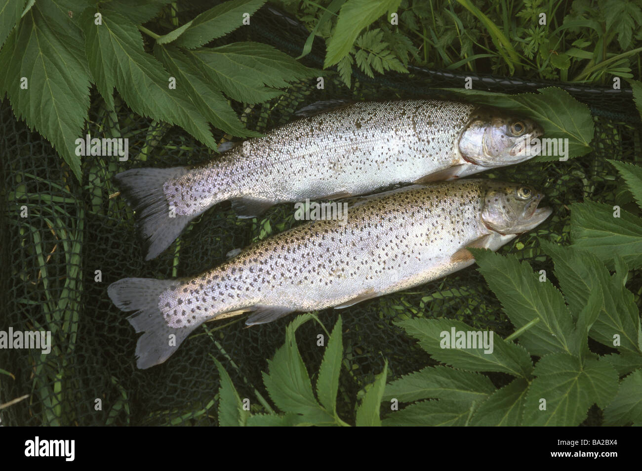 Meadow fisher-net rainbow-trouts Salmo gairdneri two animals fish