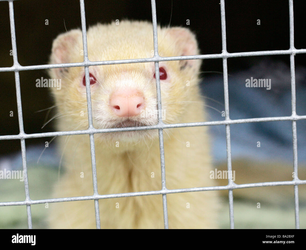 An albino red eyed ferret in a cage Stock Photo Alamy