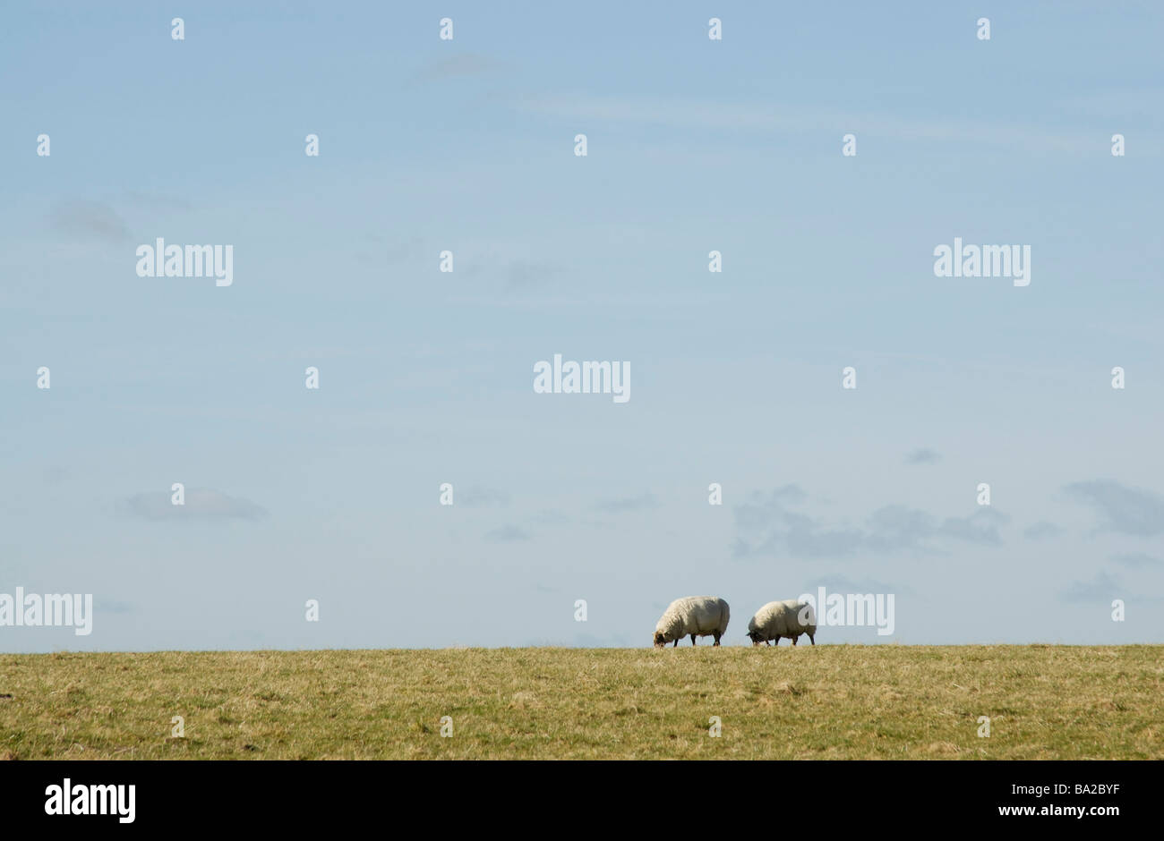 Two sheep grazing on horizon of the South Downs against blue sky, Graffam Down, West Sussex, England Stock Photo