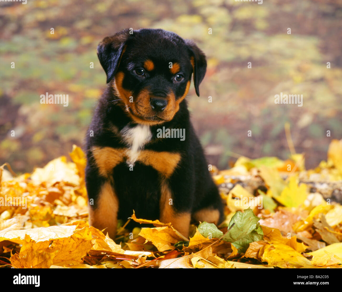 Rottweiler fall hi-res stock photography and images - Alamy