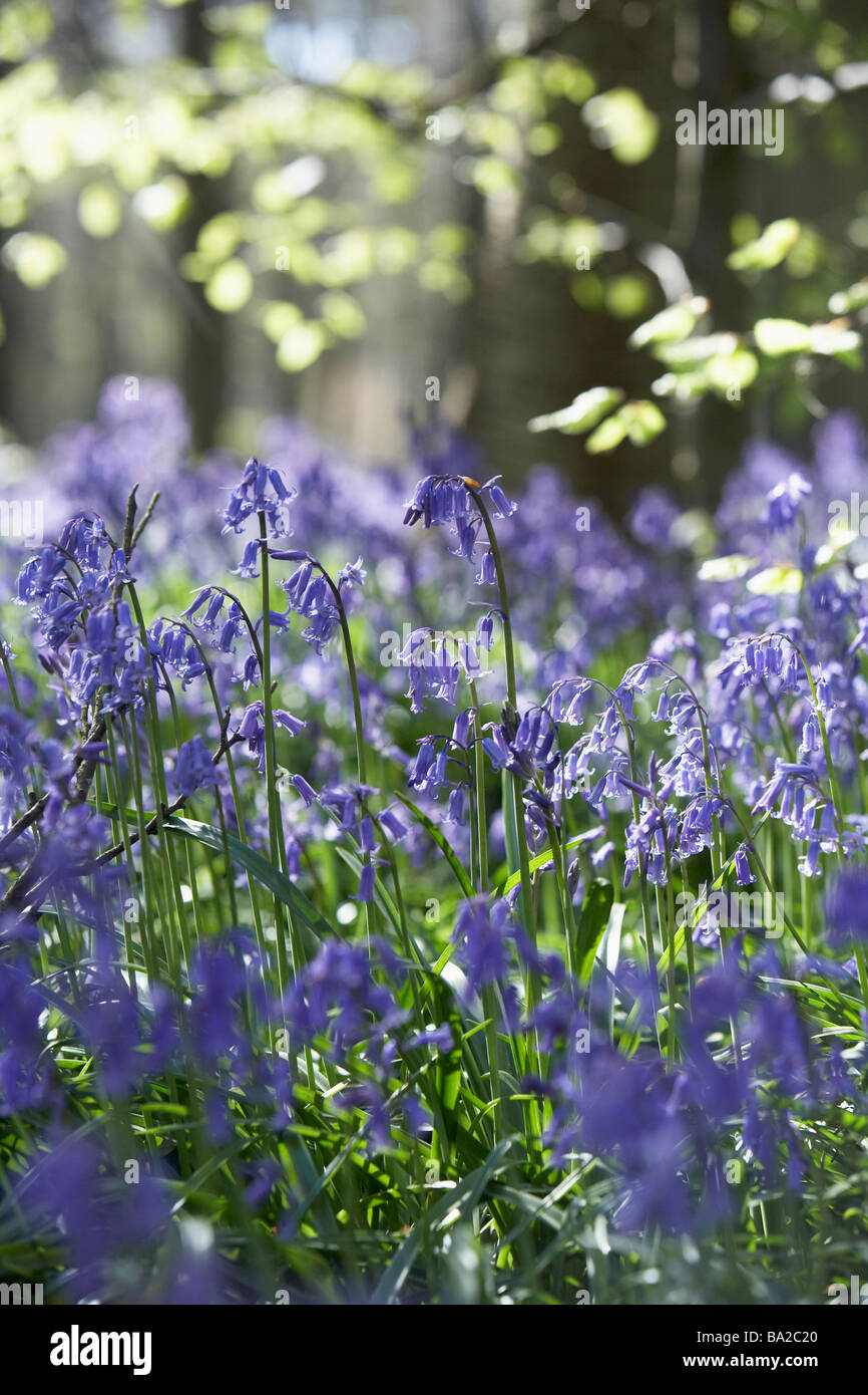 Bluebells Growing In Woodland Stock Photo