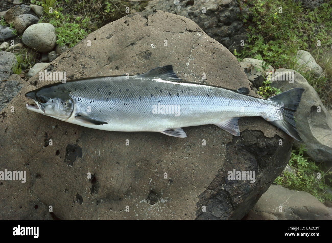 Iceland beach stone Atlantic salmon Salmo salar catch-newly fish trout-fish food-fish symbol fishes fishes haul symbol Stock Photo