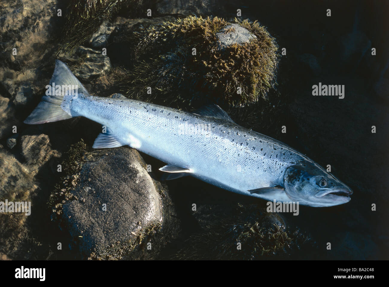 Norway beach stone Atlantic salmon Salmo salar catch-newly fish trout-fish food-fish symbol fishes fishes haul symbol Stock Photo