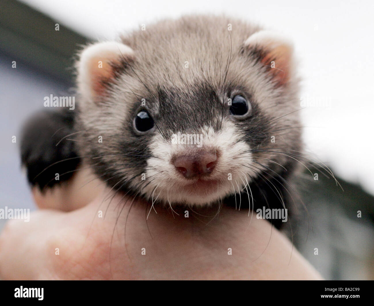 Baby ferret hires stock photography and images Alamy