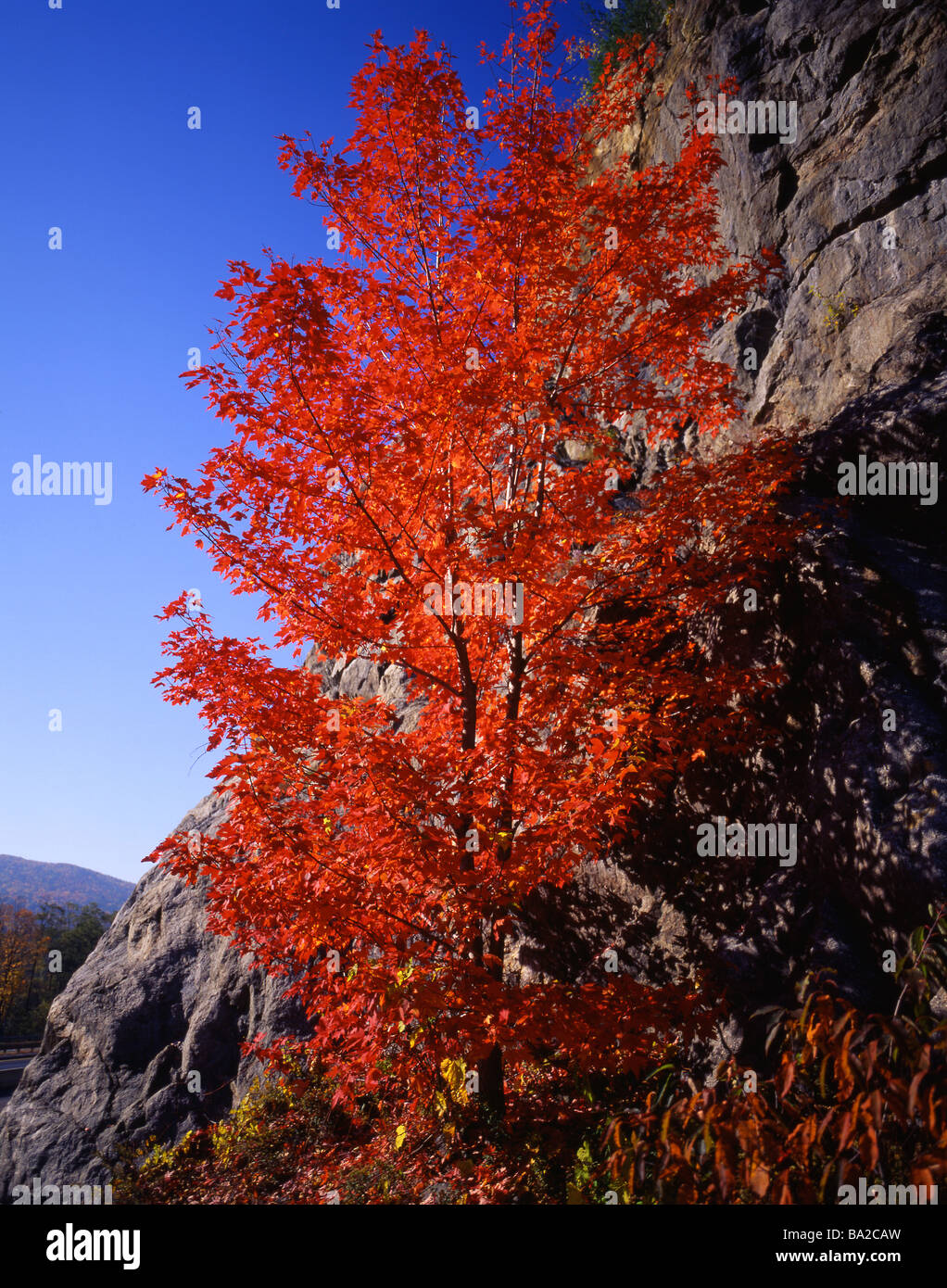 New england maple tree hi-res stock photography and images - Alamy