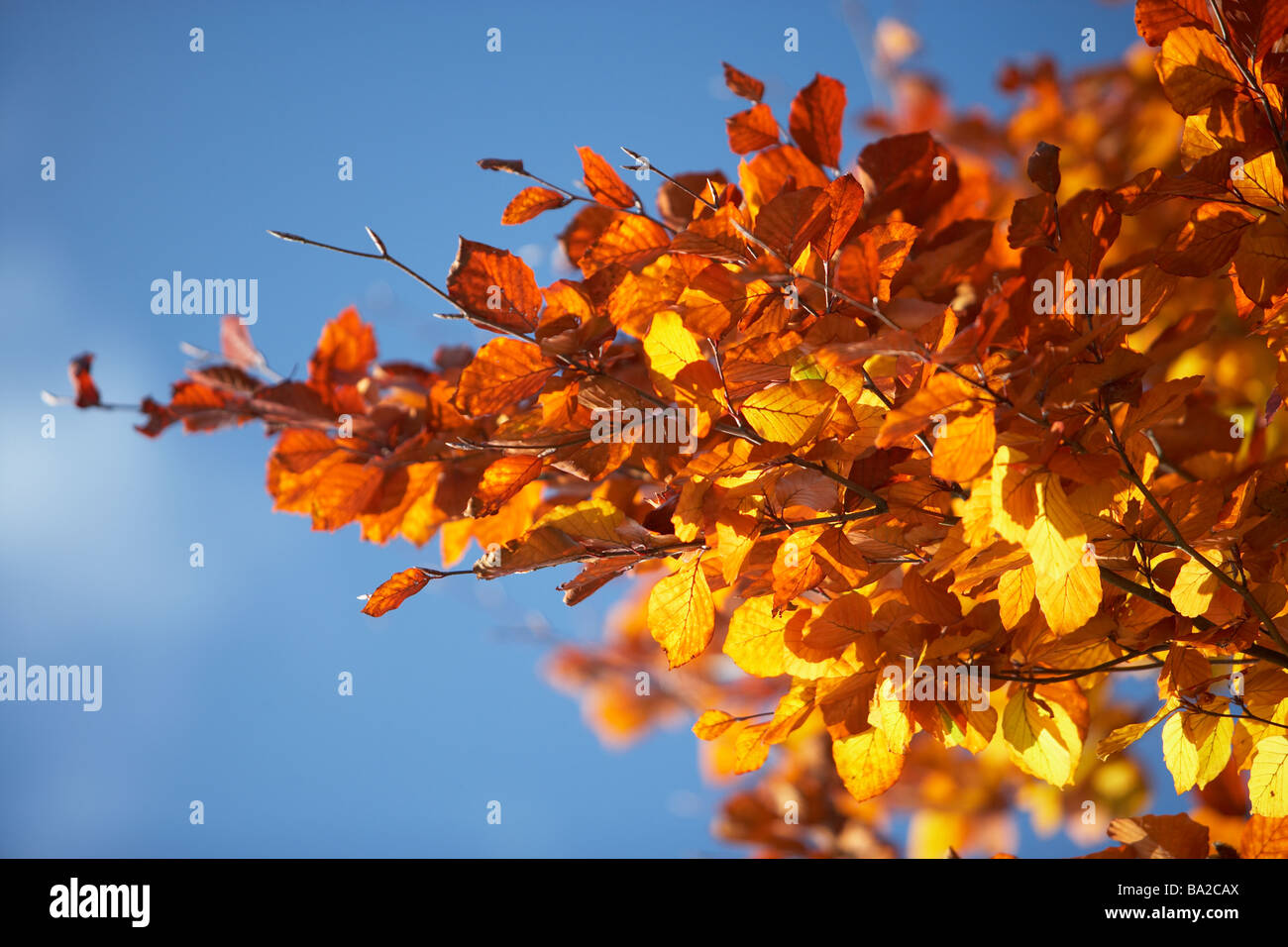 Yellow and orange leaves on a tree branch hi-res stock photography and ...