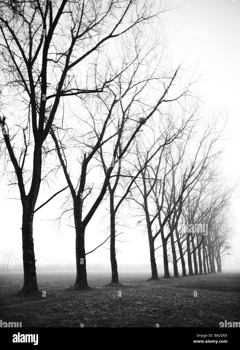 Trees bald mist autumnal s/w silhouette foliage-trees row tree-row bald weathers cool hazy fog seasons autumn autumn-mood mood Stock Photo