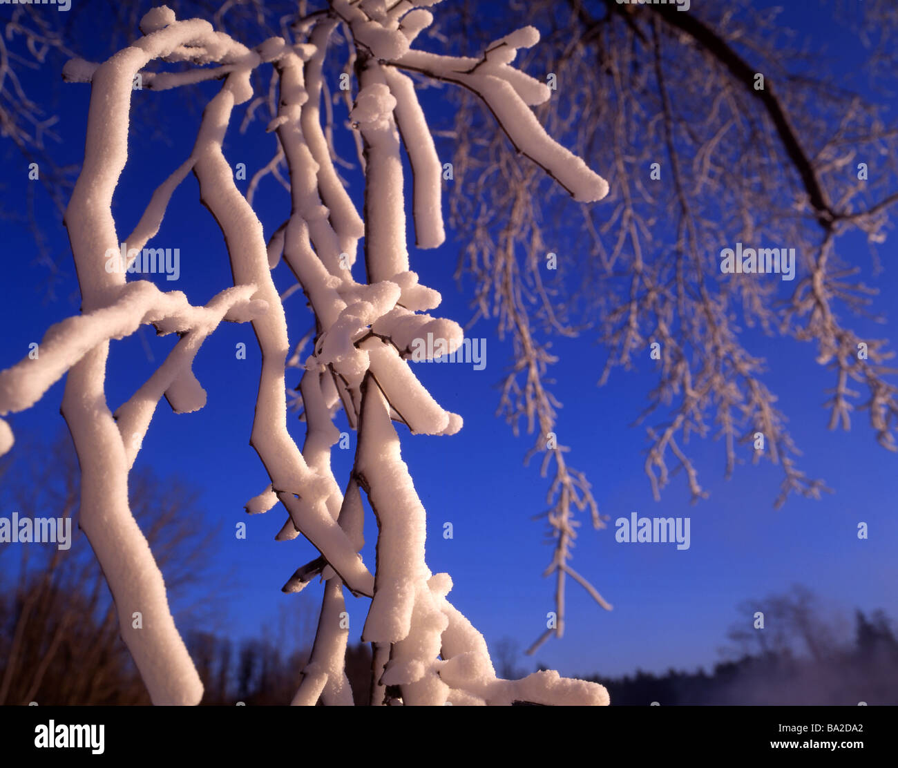 Snowy branches Stock Photo