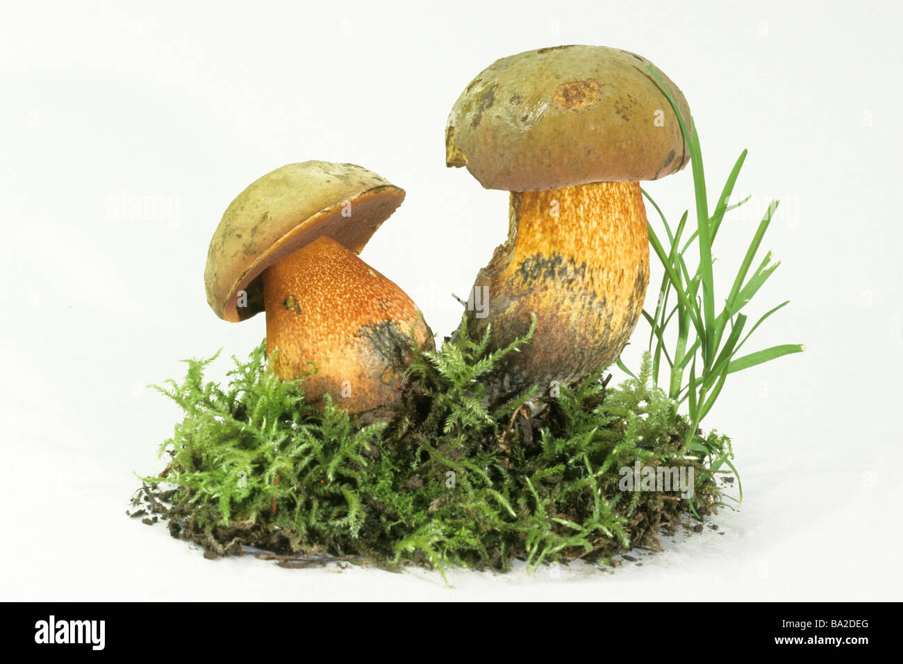 Dotted Stem Bolete (Boletus erythropus, Boletus luridiformis), two mushrooms with moss, studio picture. Stock Photo
