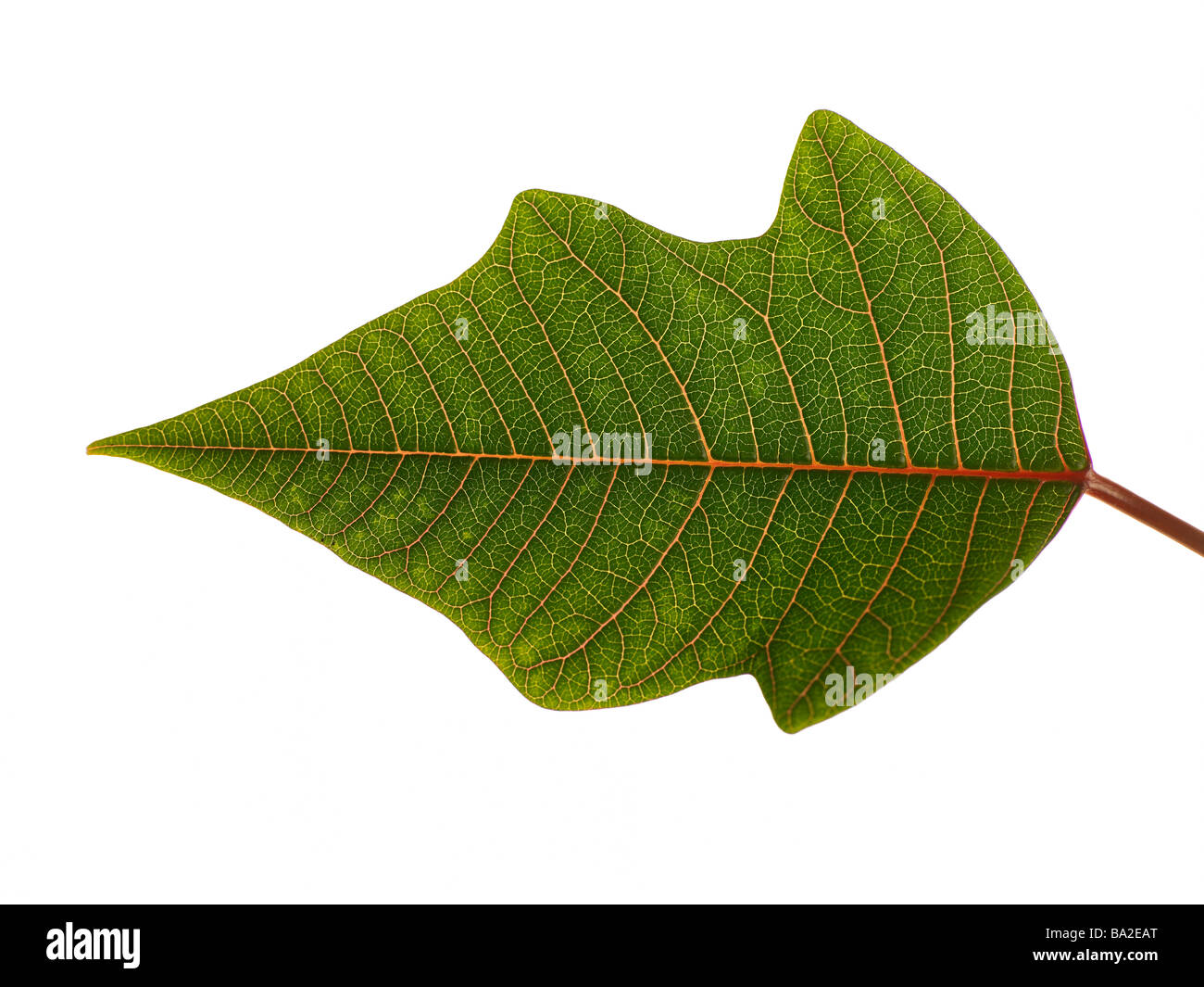 Studio Shot Of A Green Leaf Stock Photo