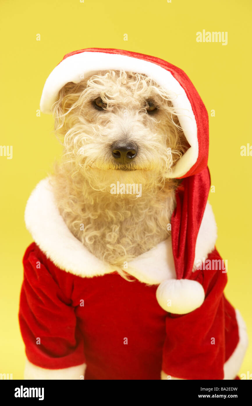 Dog santa suit hot sale
