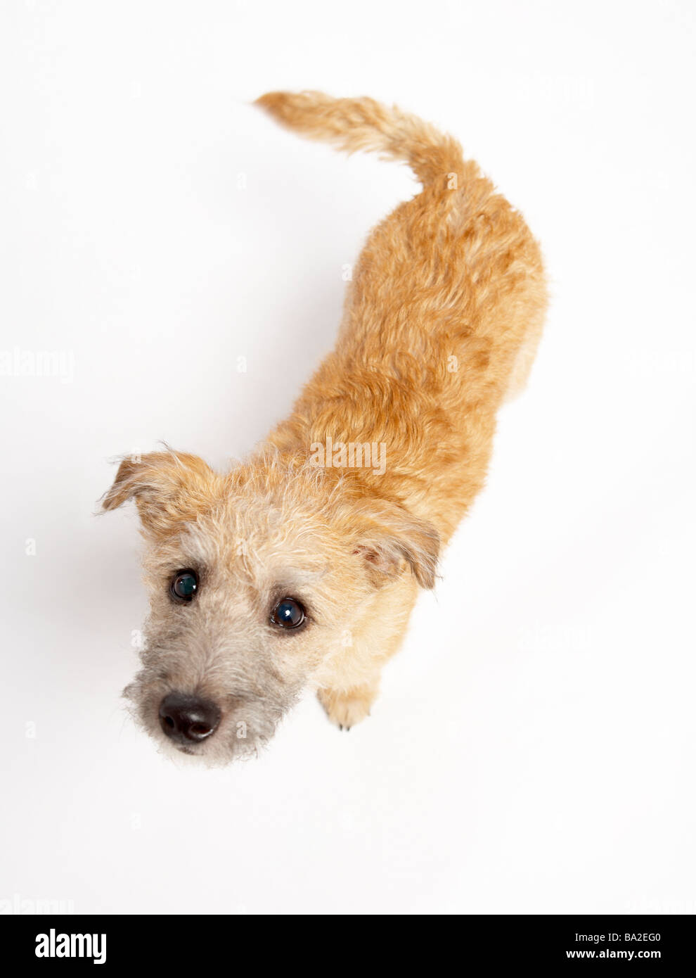 Small Dog Standing And Looking Up Stock Photo
