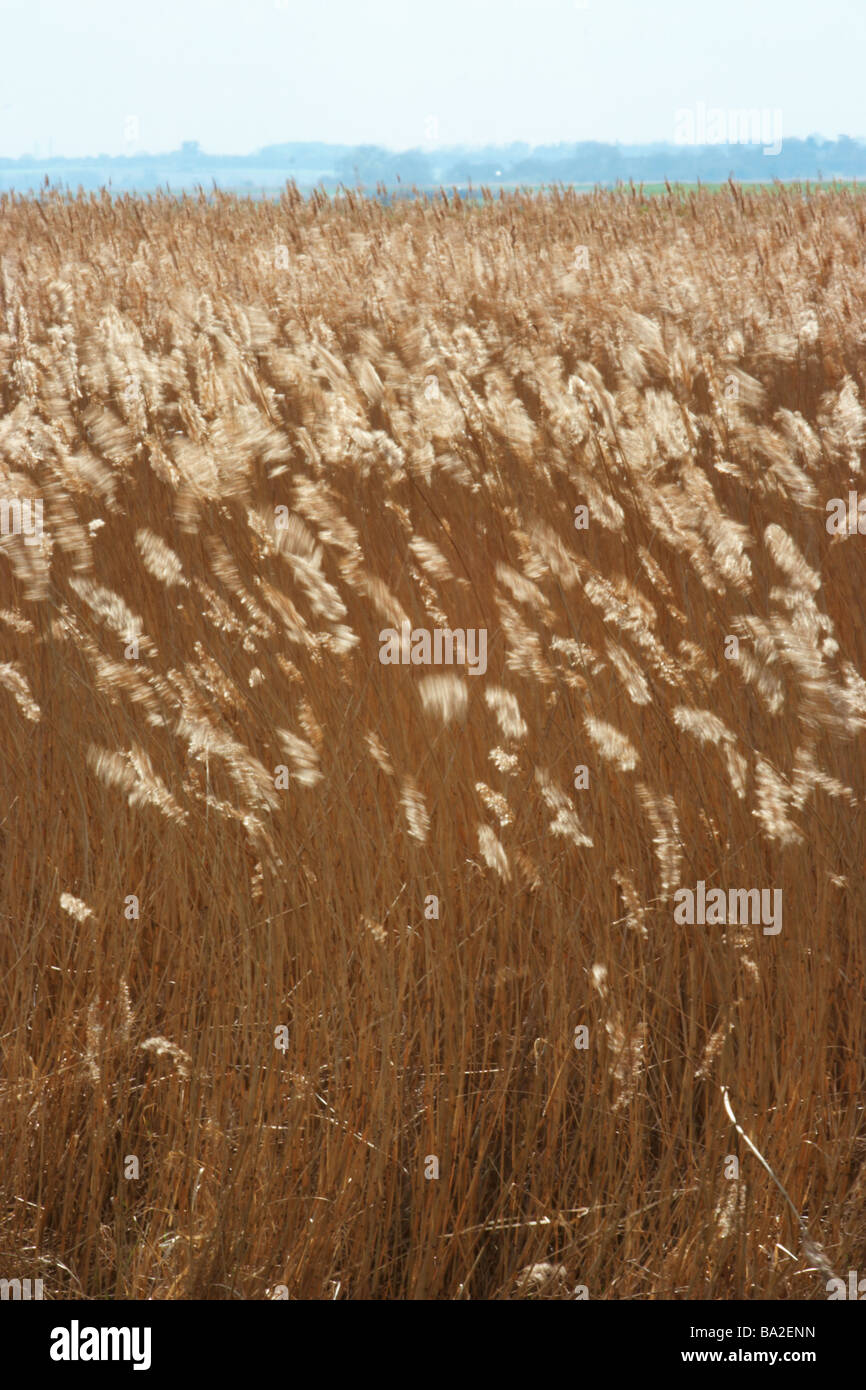 reed flowers,back lighting,field,marshland,norfolk reeds Stock Photo