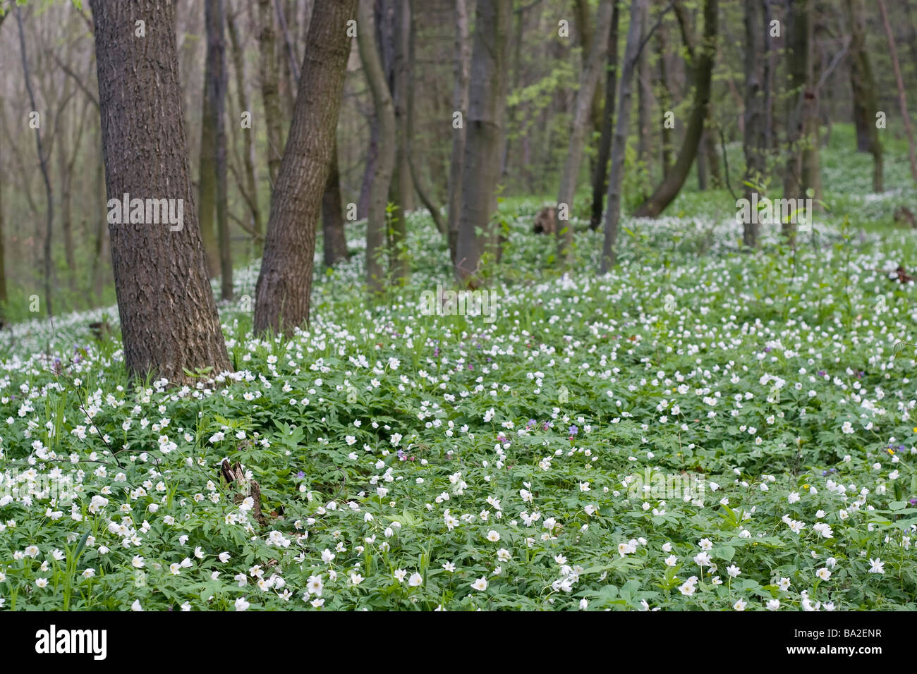 Spring: anemone flowers between trees in forest Stock Photo