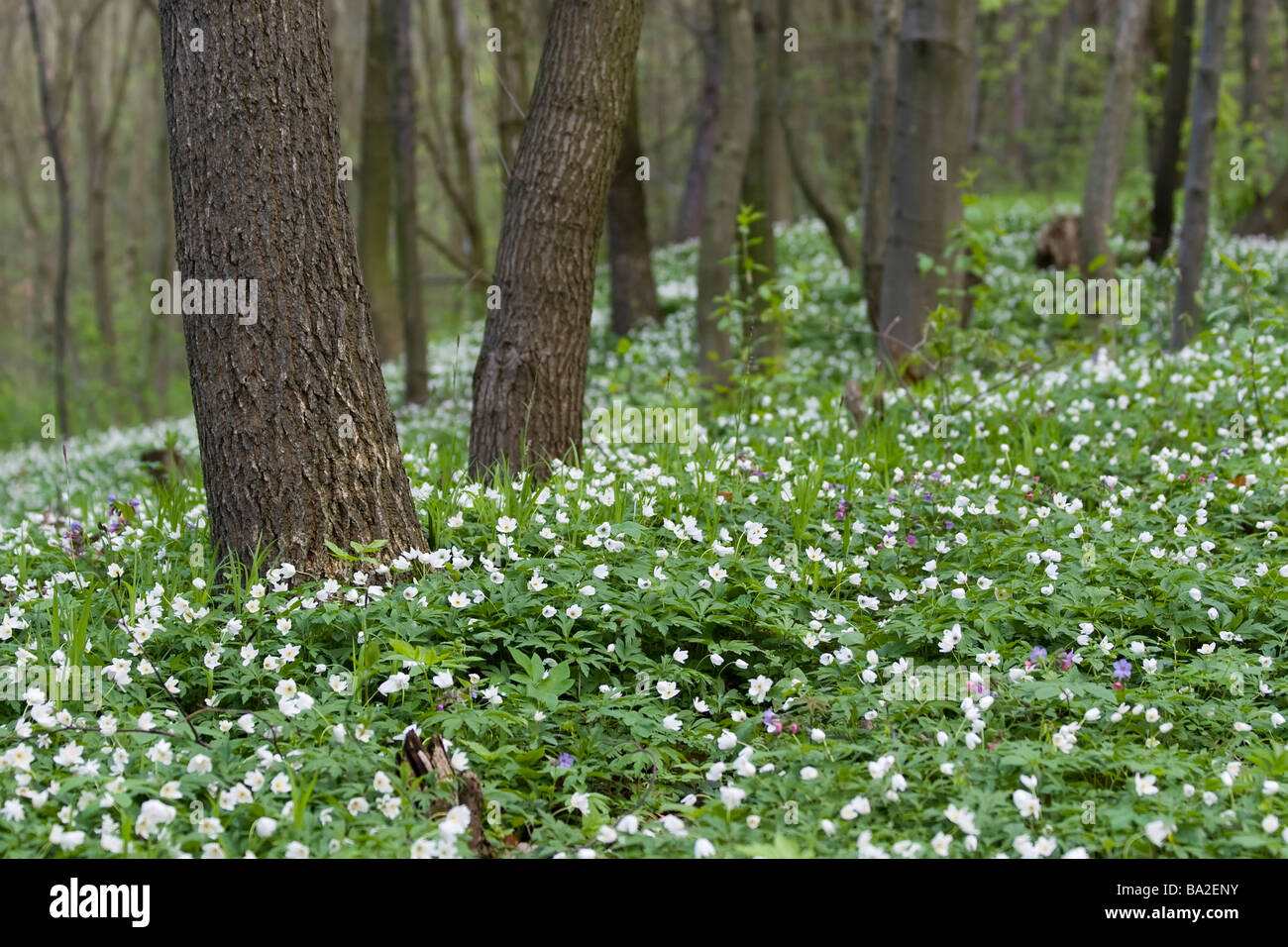 Spring: anemone flowers between trees in forest Stock Photo