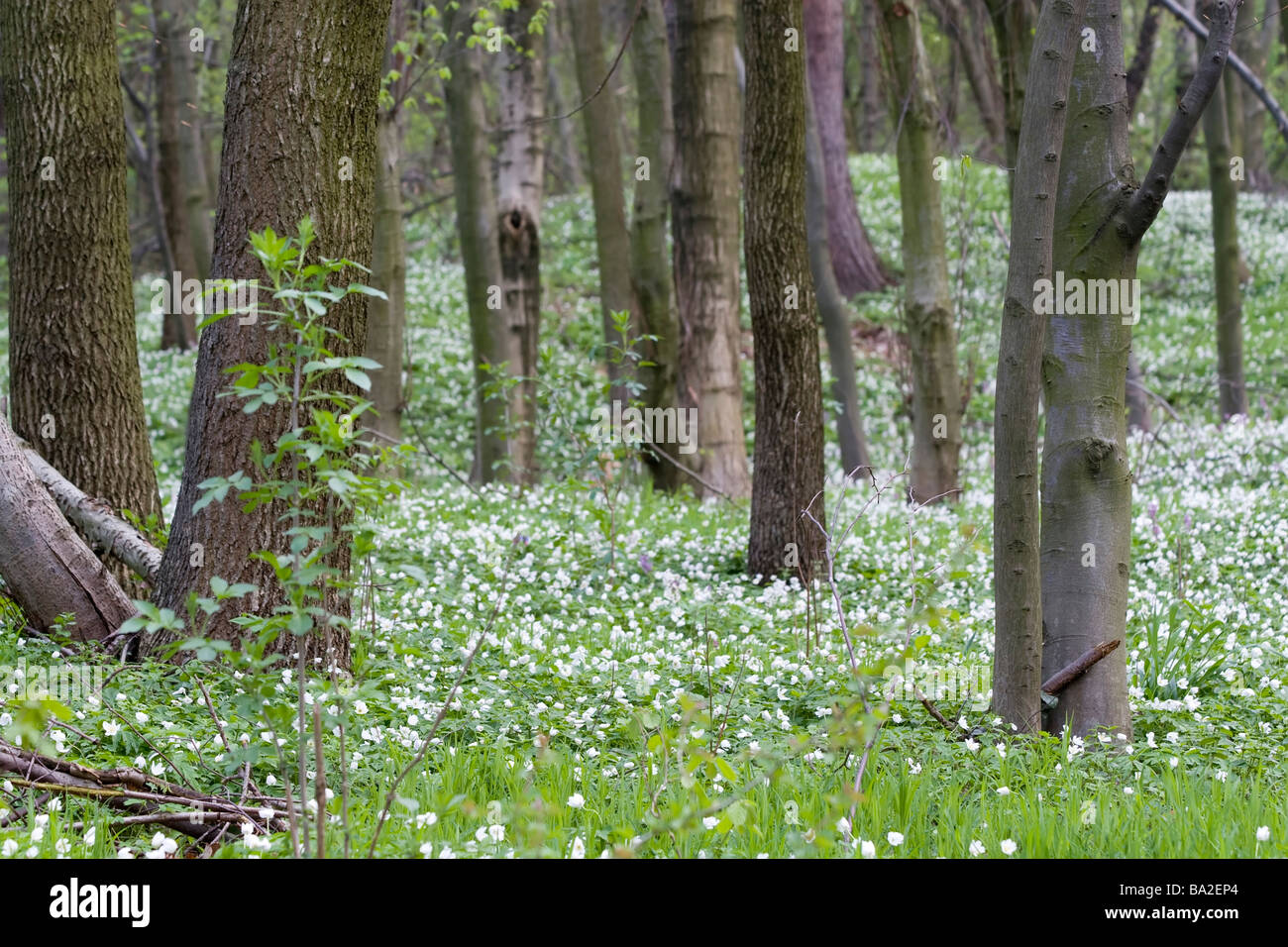 Spring: anemone flowers between trees in forest Stock Photo