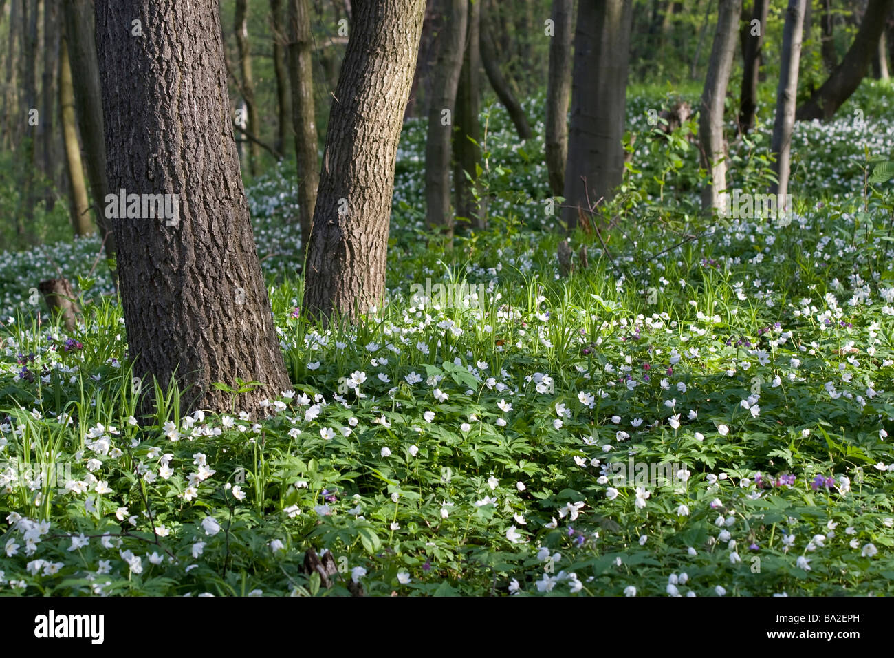 Spring: anemone flowers between trees in forest Stock Photo