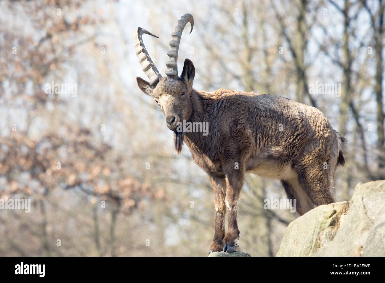 Mountain Goat Stock Photo